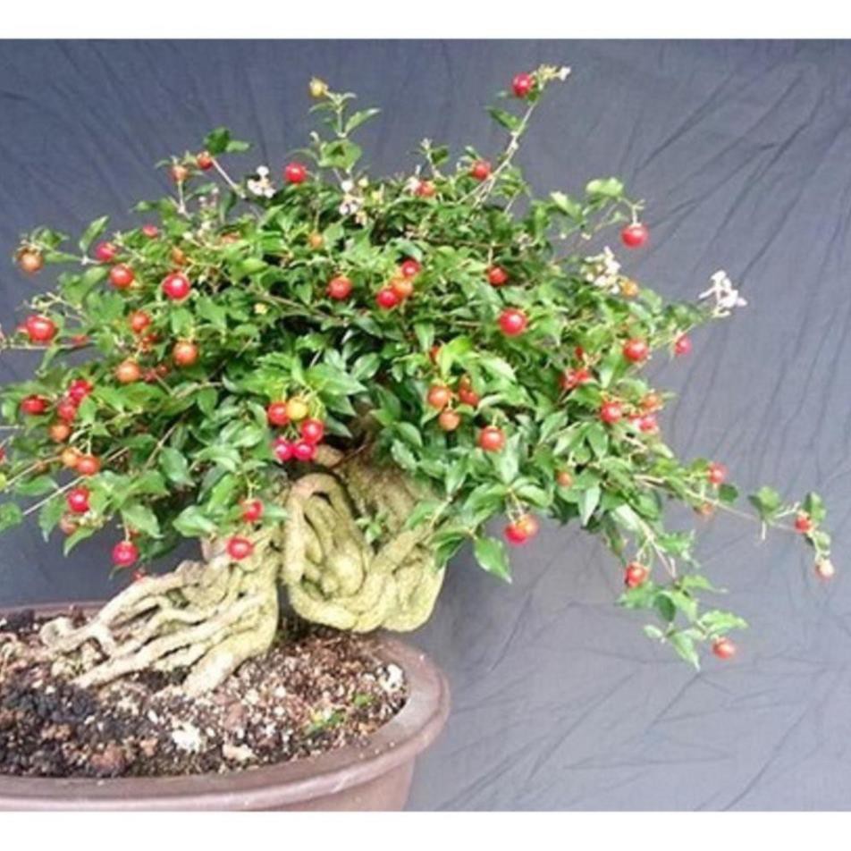 COMBO 3 cây Hồng ngọc mai bonsai , cây giống gửi đi nguyên bầu