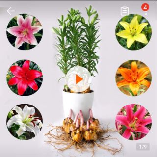 1 củ giống hoa ly cao thơm có mầm sẵn về trồng tết