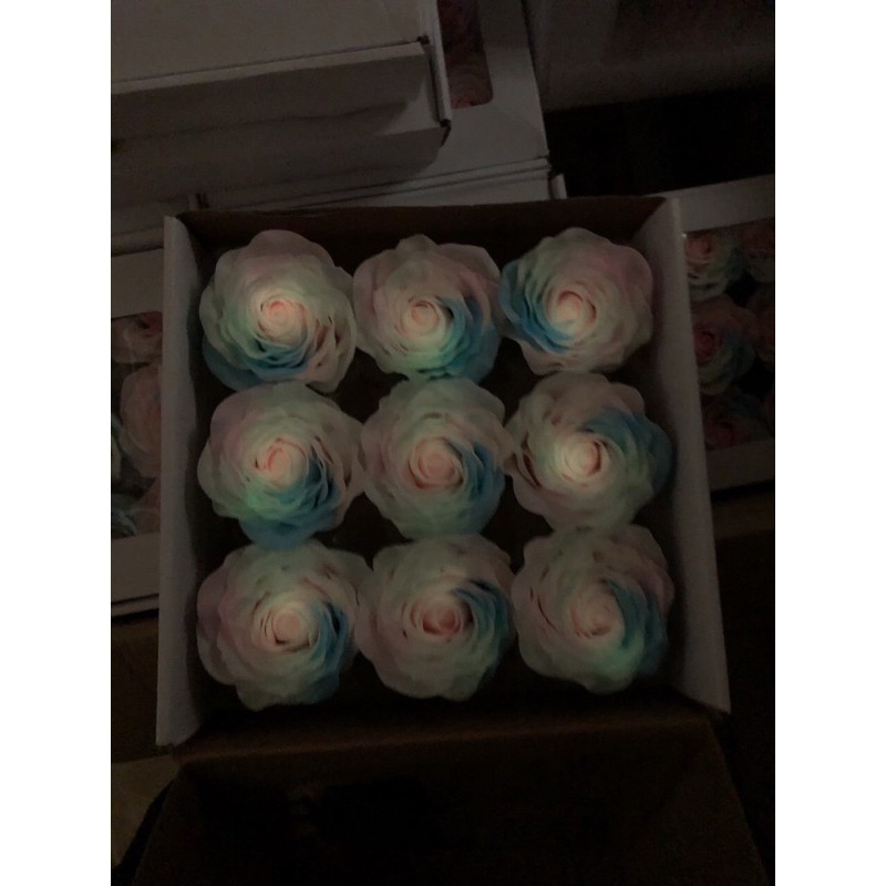 Hoa sáp cầu vồng phát sáng