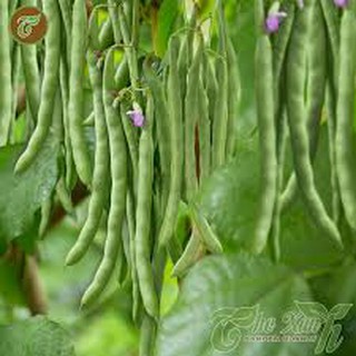 Hạt giống đậu trạch lai(50g)
