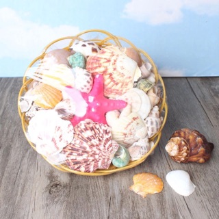 1KG VỎ ỐC VỎ SÒ CÁC LOẠI( Không có sao biển Hồng)