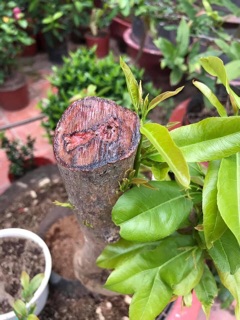 BUNG ĐỌT RA RỄ MAI VÀNG