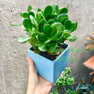 Cây Ngọc Bích