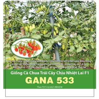 Hạt giống Cà chua trái cây siêu trái F1 ( 3 hạt ) kháng bệnh cao , đẹp ,ăn ngon