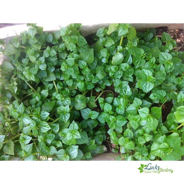 0.5g Hạt giống Rau càng cua (tặng gói Kích nẩy mầm và Hướng dẫn) XTRA TẶNG KÈM PHÂN VÀ KÍCH MẦM