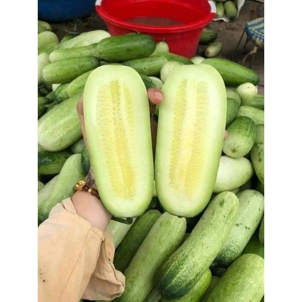Hạt giống dưa chuột mèo ( tặng phân bón , kích mầm ) .