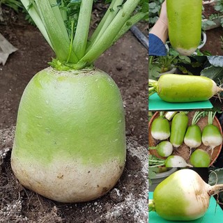 CỦ CẢI HÀN QUỐC SIÊU TO KHỔNG LỒ