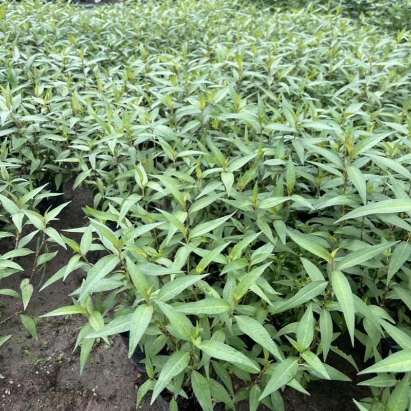 Cây RAU RĂM trồng sẵn bầu nhỏ nhiều ngọn xum xuê,mùi hương nhẹ dùng làm gia vị,rau sống