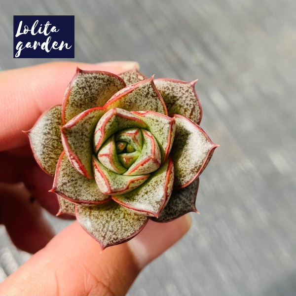 Sen đá hoa hồng đen Đà Lạt size mini cây cảnh trang trí nhà cửa Lolita garden