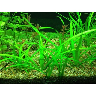 Hạt Giống Cỏ Các Loại Dễ Gieo - 1 Gói