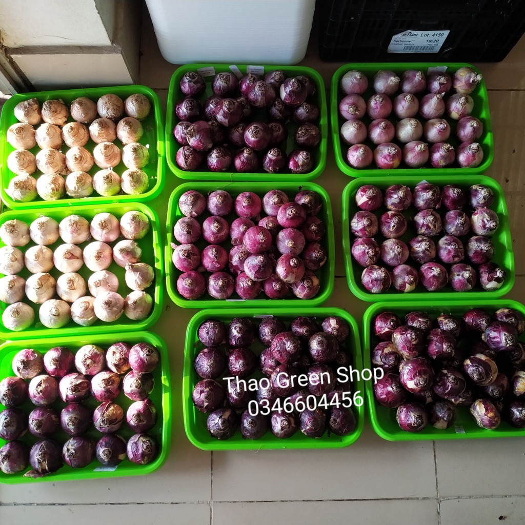 Củ Giống Hoa Tiên Ông Hà Lan size 16/17 Shop Có 6 Màu