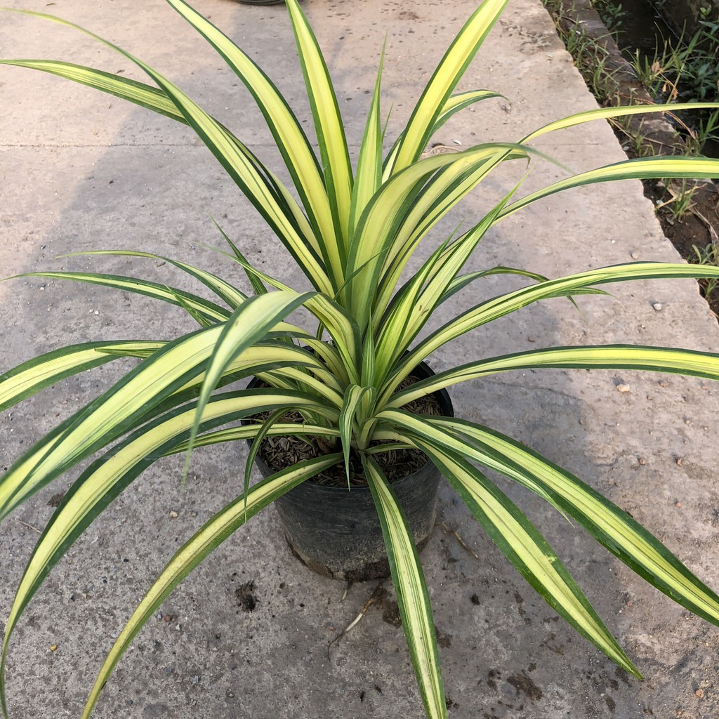 Cây dứa sọc vàng (dứa thái) chiều cao 20cm bụi cây to khỏe lá vươn dài đẹp sức sống tốt thích hợp trang trí sân vườn
