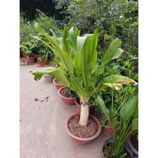 Cây lá náng chưa bong gân