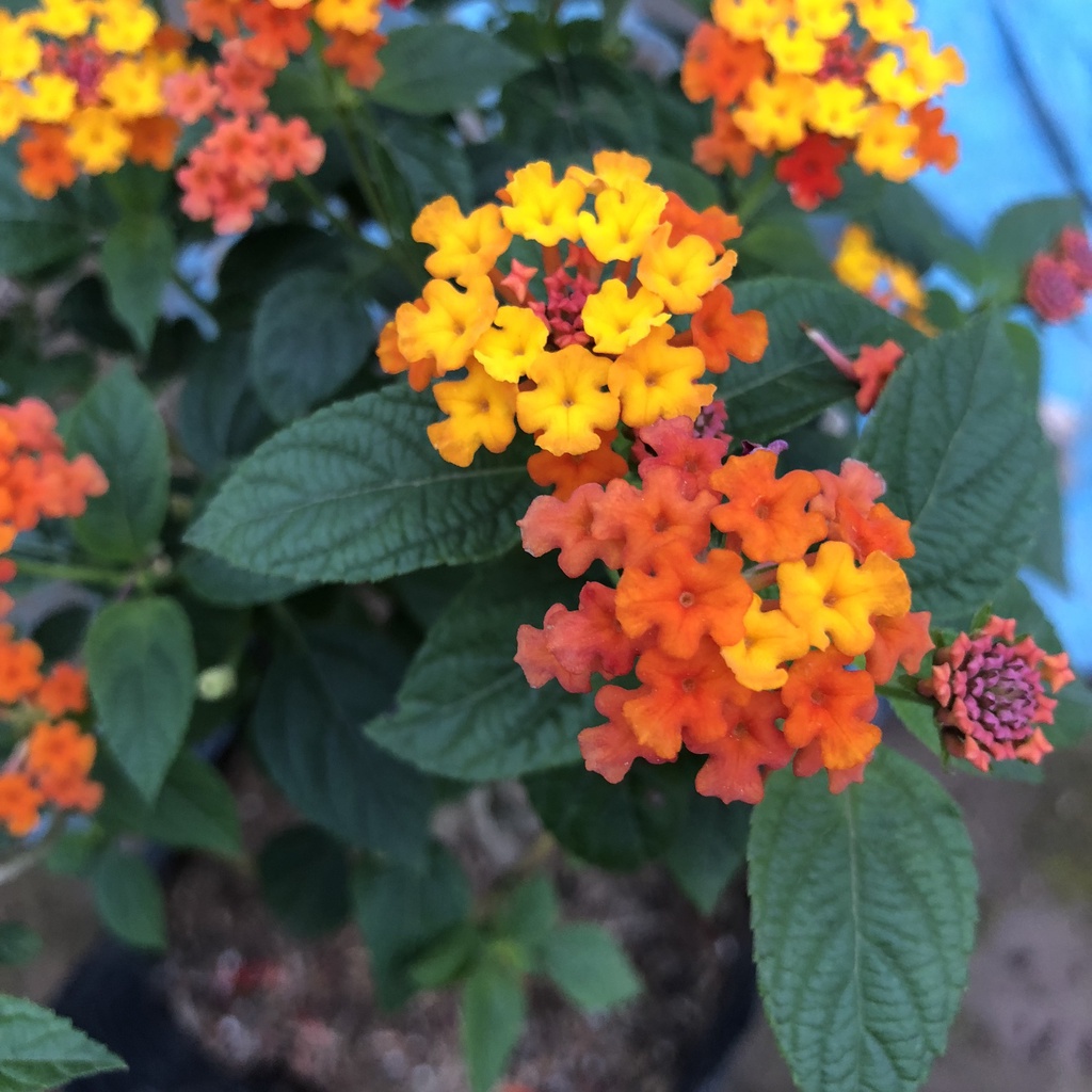 Cây ngũ sắc - ngũ sắc đứng cao 20cm màu vàng cam trang trí sân vườn tiểu cảnh hồ cá