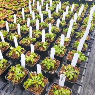 Cây bắt ruồi, Cây bẫy kẹp Flytrap Dentate x Bristle