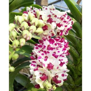 Hoa phong lan đai châu bò sữa khủng