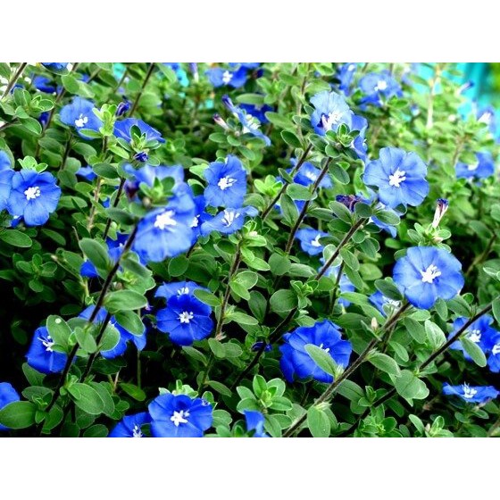 Cây hoa thanh tú trồng bụi