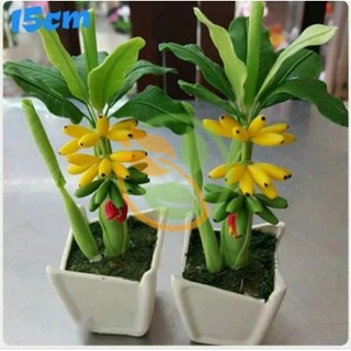 chuối cảnh mini
