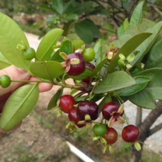 cây giống Chery Brazil,