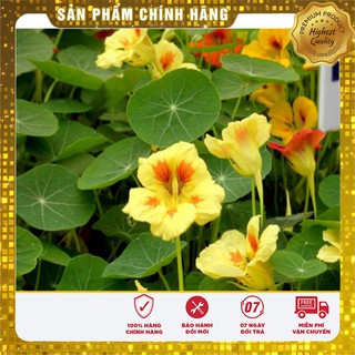 Hạt Giống Hoa Sen Cạn Mix(10 hạt)