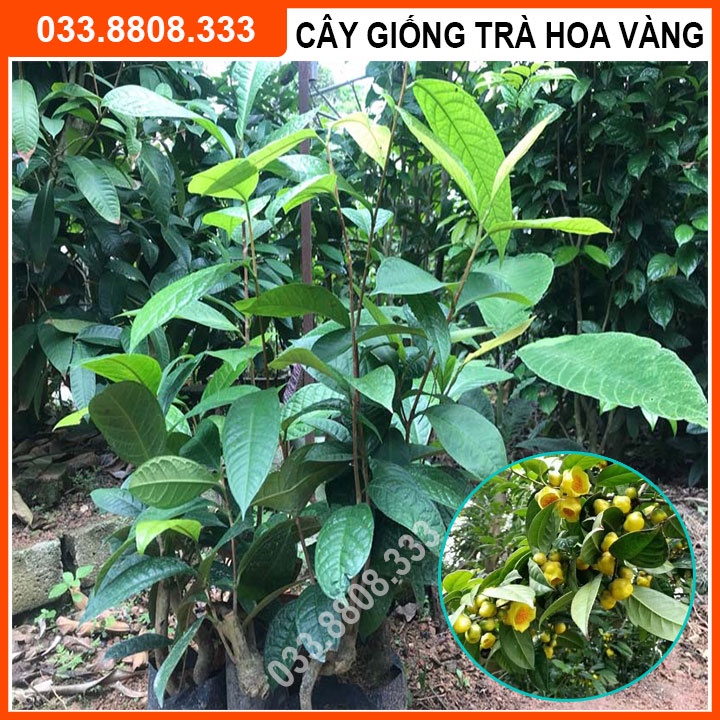 Combo 2 Cây Giống Trà Hoa Vàng ( Kim Hoa Trà) - Cây Giống Khỏe Đẹp