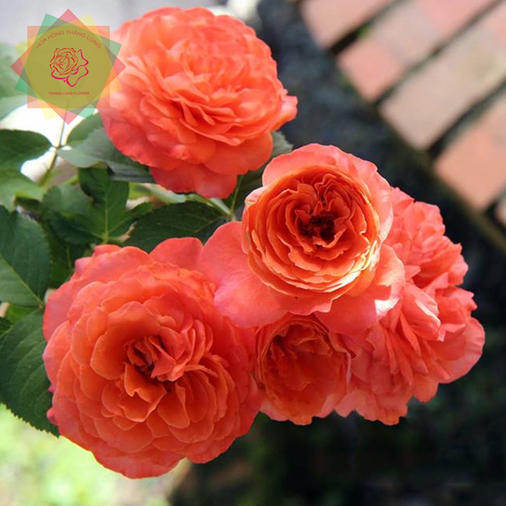 Cây hoa hồng ngoại Emilien De Guillot cam đỏ  cực đẹp - Hoa hồng Thăng Long Flower