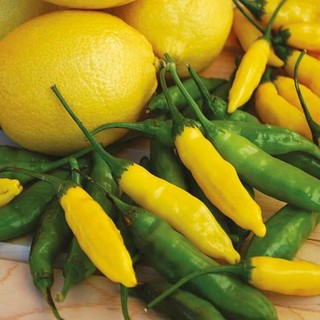 hạt giống ớt chanh lemon mỹ 10h