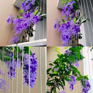 Mai xanh thái cây cao 1,8m đến 2 mét