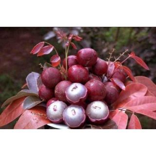 Cây nhãn tím siêu lạ siêu ngọt cùi dầy