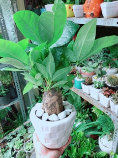 Chậu Kim Ngân Chân Voi