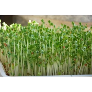 HẠT MẦM CỦ CẢI TRẮNG - GÓI 20 GRAM