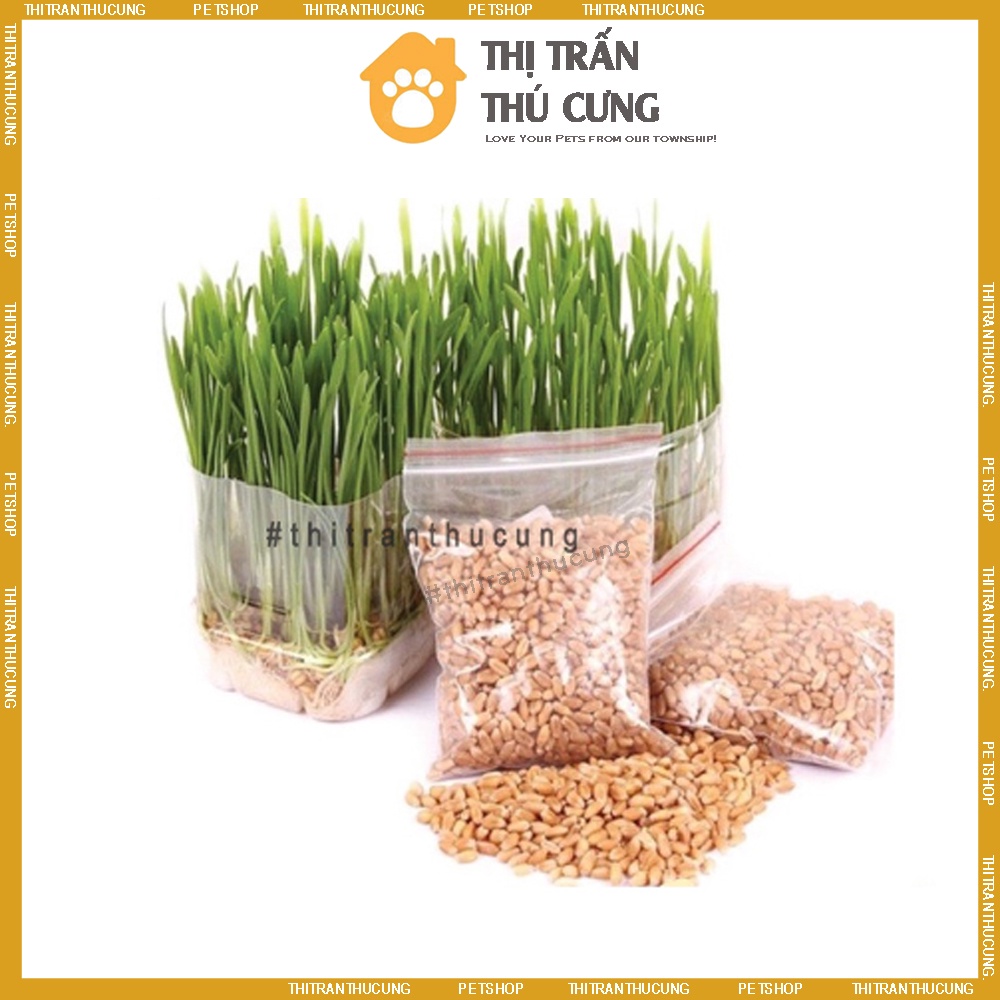 Cỏ mèo lúa mì cao cấp tốt cho đường tiêu hóa giảm búi lông