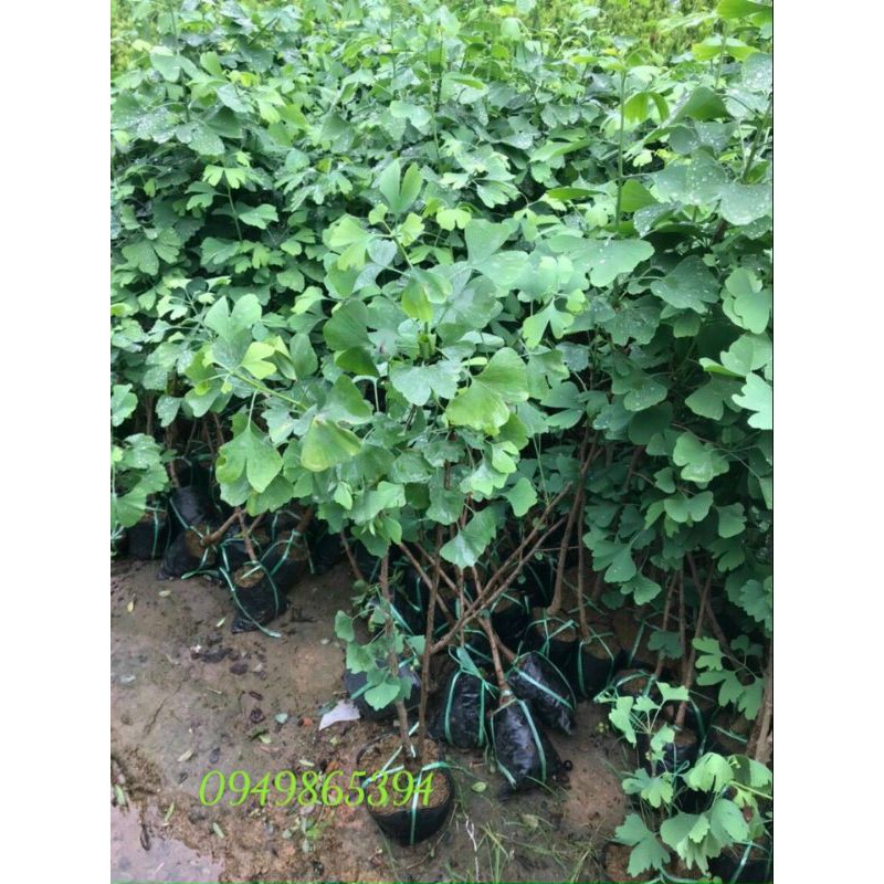 CÂY GIỐNG NGÂN HẠNH