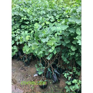 CÂY GIỐNG NGÂN HẠNH