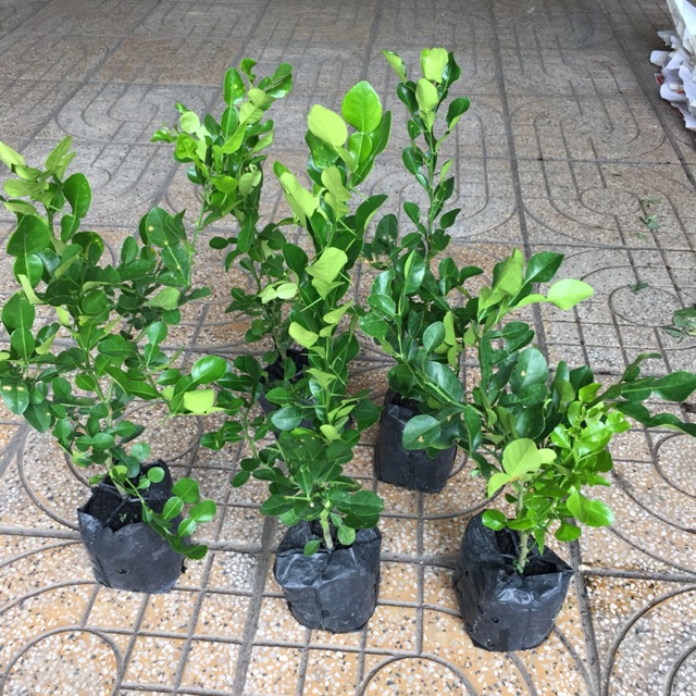 Cây giống chanh chúc