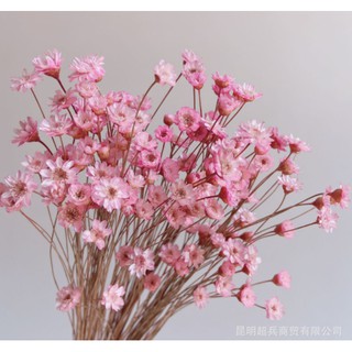 Bó 20 cành hoa khô little star