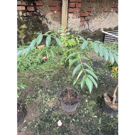 Cây Cóc Thái size đủ tuổi cho trái/ cây đang hoa/ quả