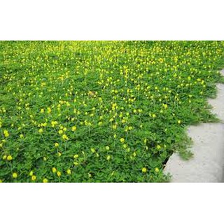 Hạt Cỏ Lạc Dại 100g
