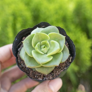 Sen đá nuda 5-7cm - Vườn sen đá