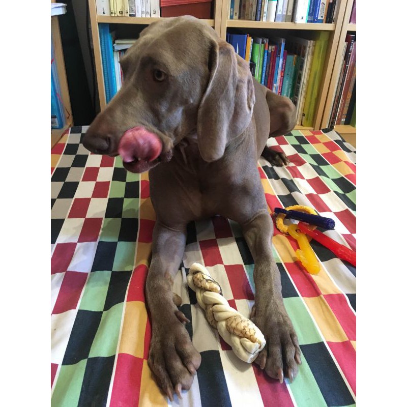 Rocco thanh gặm từ Da Bò &amp; Cá làm sạch răng miệng và massage nướu cho chó size nhỡ to &gt; 10KG