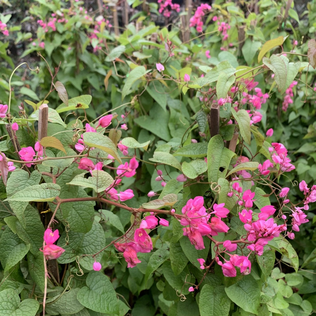 Cây hoa tigon leo giàn dài 70cm, cây leo giàn tạo bóng mát nở hoa cực đẹp, trang trí ban công và tường rào