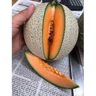 Gói 10 hạt Dưa lưới ruột cam siêu ngọt TÊT SALE ĐỒNG GIÁ SHOP MỚI