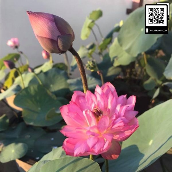 Hạt Giống Hoa Sen Cung Đình 12 Hạt