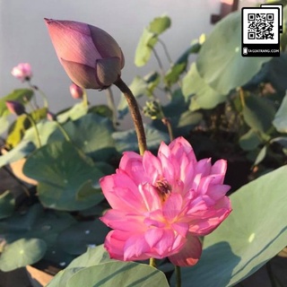 Hạt Giống Hoa Sen Cung Đình 12 Hạt
