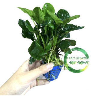 Ráy lá tròn - trầu bà lá tròn - cây thủy sinh dễ trồng không cần c02