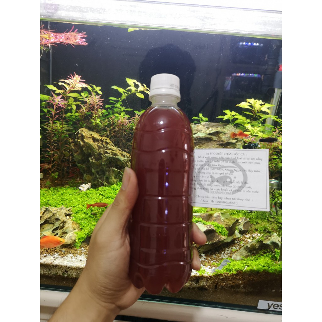 Vi sinh PSB làm trong nước bể cá