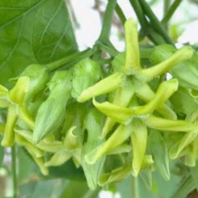 Cây giống hoa liên lý
