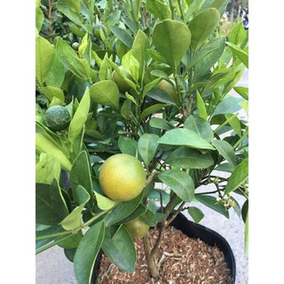 cây hạnh (cây tắc)