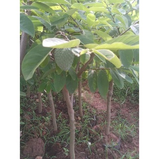 CÂY GIỐNG NA SẦU RIÊNG ( CÂY GHÉP MAU TRÁI)