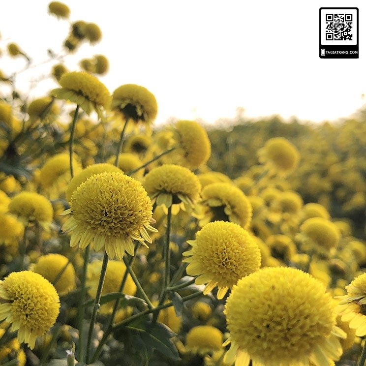 hạt giống hoa CÚC VÀNG MINI, Coreopsis Plains Cao,  màu vàng tươi với tâm màu đỏ.